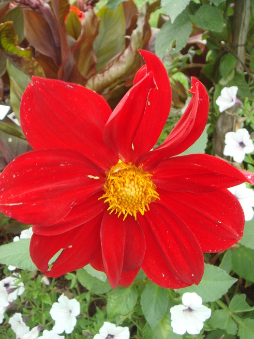 Dahlia x 'Eole' fleur